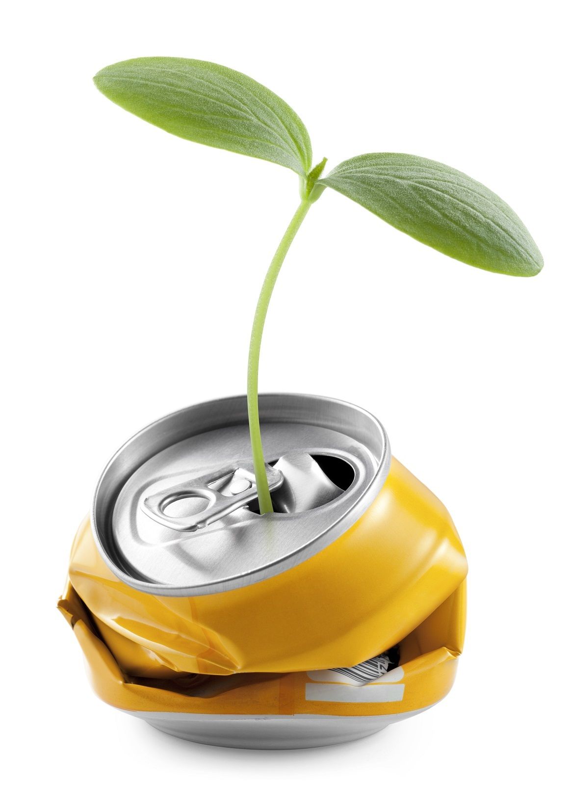 Deposit can with plant